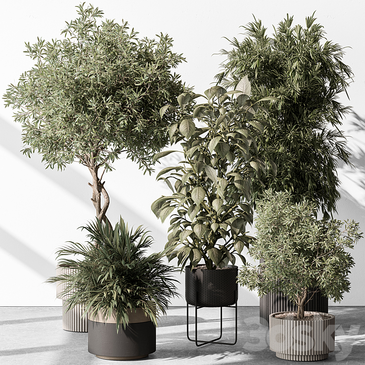 Indoor Plant 531 -Tree in Pot 3DS Max Model - thumbnail 1