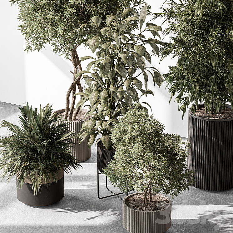 Indoor Plant 531 -Tree in Pot 3DS Max Model - thumbnail 2