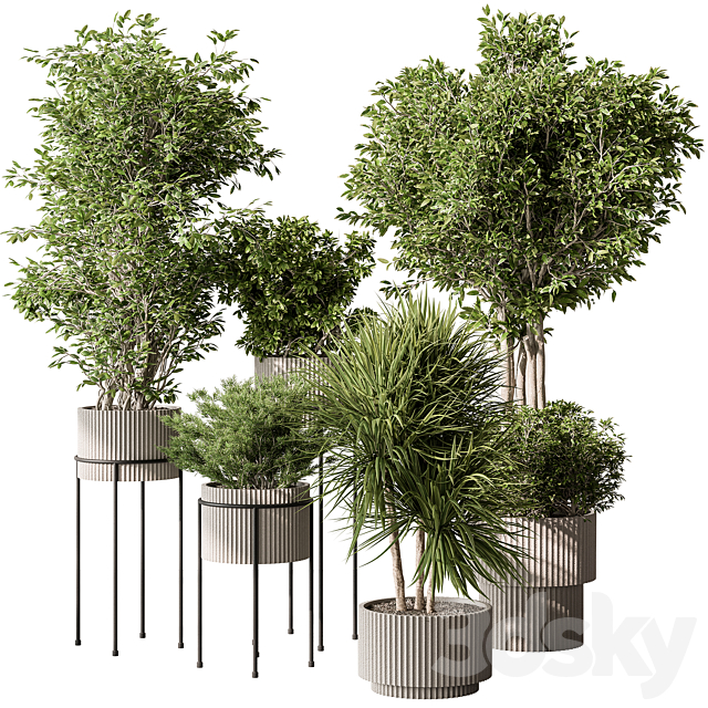 Indoor Plant 532 -Tree in Pot 3ds Max - thumbnail 1