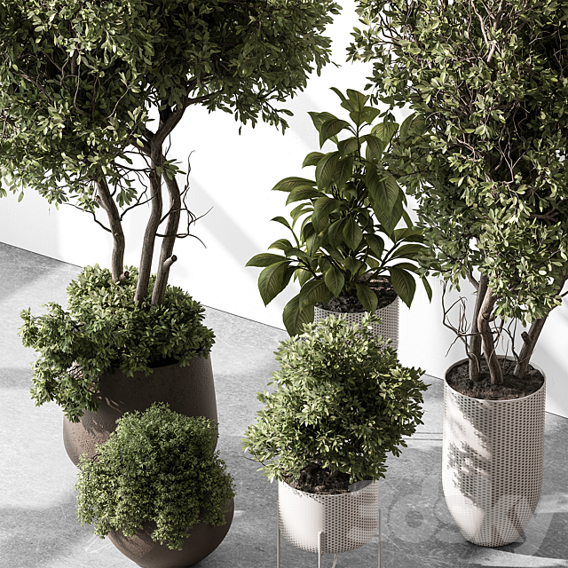 Indoor Plant 541 -Tree in Pot 3DS Max Model - thumbnail 2