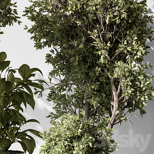 Indoor Plant 541 -Tree in Pot 3DS Max Model - thumbnail 4