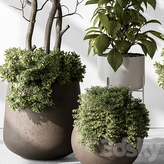 Indoor Plant 541 -Tree in Pot 3DS Max Model - thumbnail 6