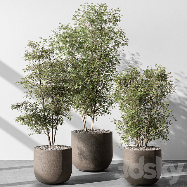 Indoor Plant 543 – Sapling Tree 3ds Max - thumbnail 1