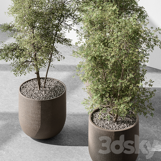 Indoor Plant 543 – Sapling Tree 3ds Max - thumbnail 2