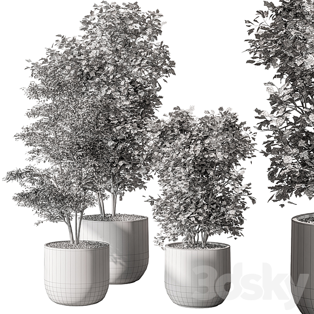 Indoor Plant 543 – Sapling Tree 3ds Max - thumbnail 3