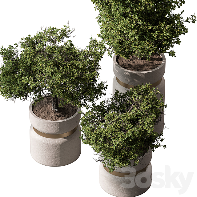 Indoor Plant 566 -Tree in Pot 3DS Max Model - thumbnail 2