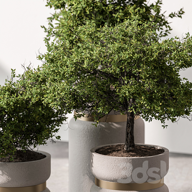 Indoor Plant 566 -Tree in Pot 3DS Max Model - thumbnail 3