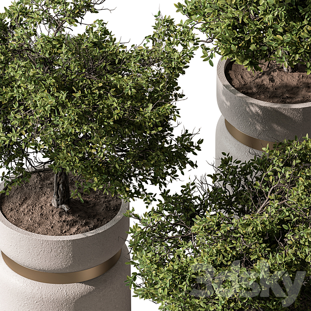 Indoor Plant 566 -Tree in Pot 3DS Max Model - thumbnail 4