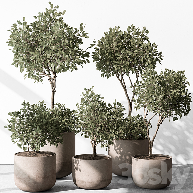 Indoor Plant 572 – European Olive 3ds Max - thumbnail 1