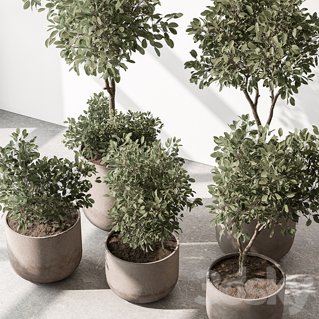 Indoor Plant 572 – European Olive 3ds Max - thumbnail 2