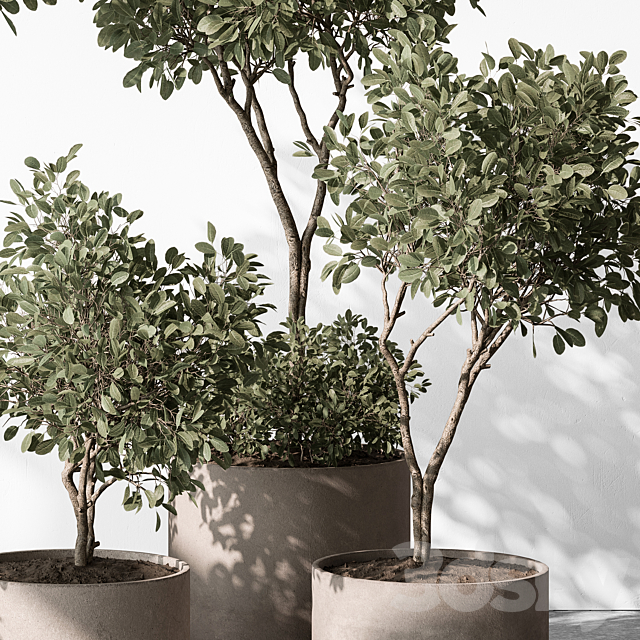 Indoor Plant 572 – European Olive 3ds Max - thumbnail 3