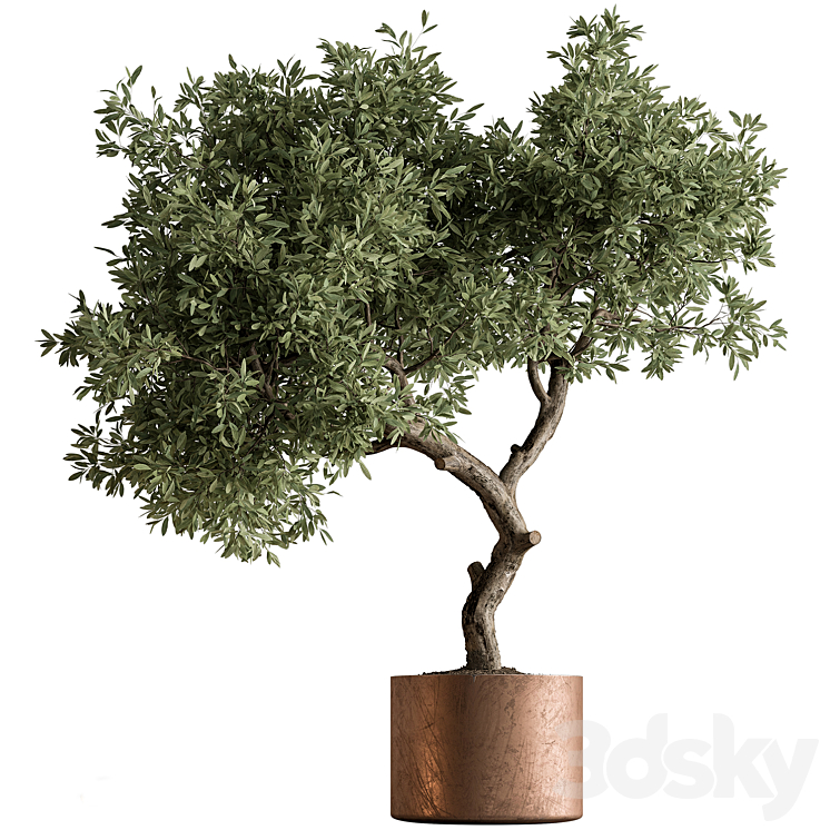 Indoor Plant 573 -Tree in Pot 3DS Max Model - thumbnail 3