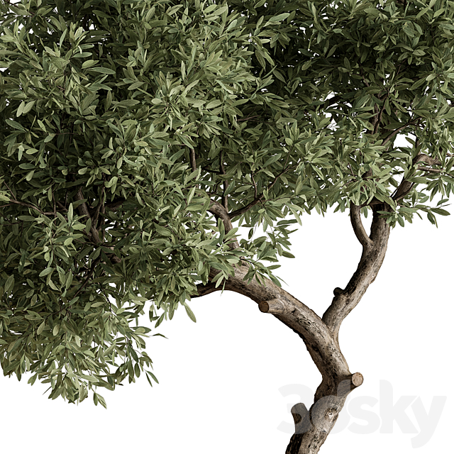 Indoor Plant 573 -Tree in Pot 3DS Max Model - thumbnail 3