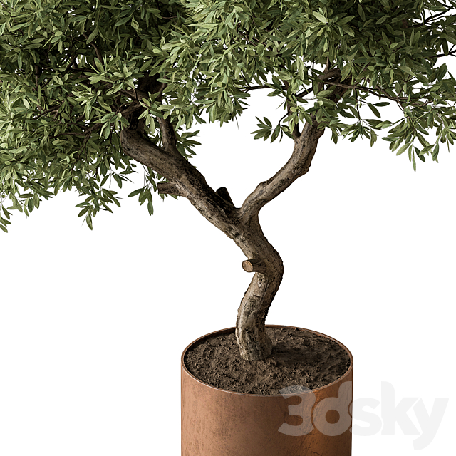 Indoor Plant 573 -Tree in Pot 3DS Max Model - thumbnail 4