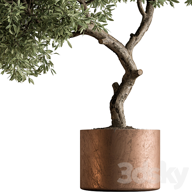 Indoor Plant 573 -Tree in Pot 3DS Max Model - thumbnail 5