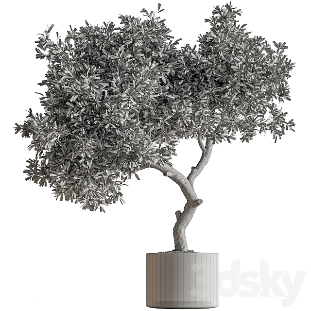 Indoor Plant 573 -Tree in Pot 3DS Max Model - thumbnail 6