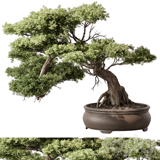 indoor Plant 584 – Bonsai Plant 3ds Max - thumbnail 1