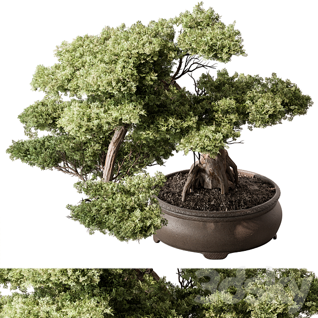 indoor Plant 584 – Bonsai Plant 3ds Max - thumbnail 2