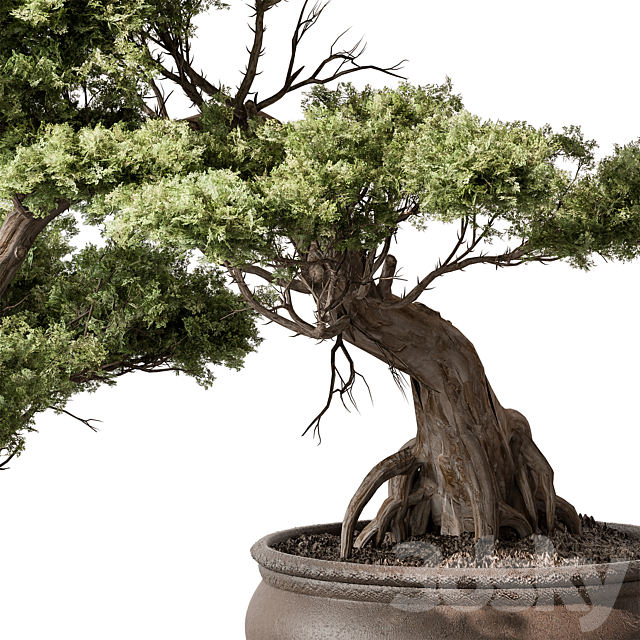 indoor Plant 584 – Bonsai Plant 3ds Max - thumbnail 3