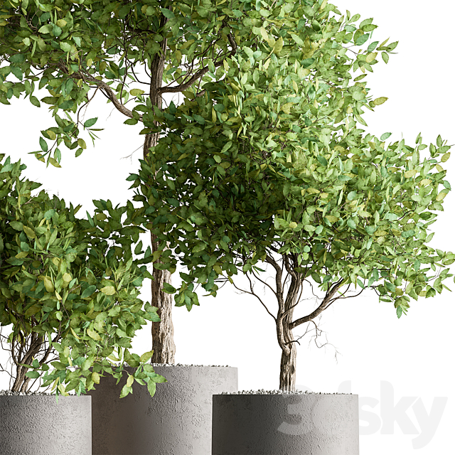 Indoor Plant 590 -Tree in Pot 3ds Max - thumbnail 2