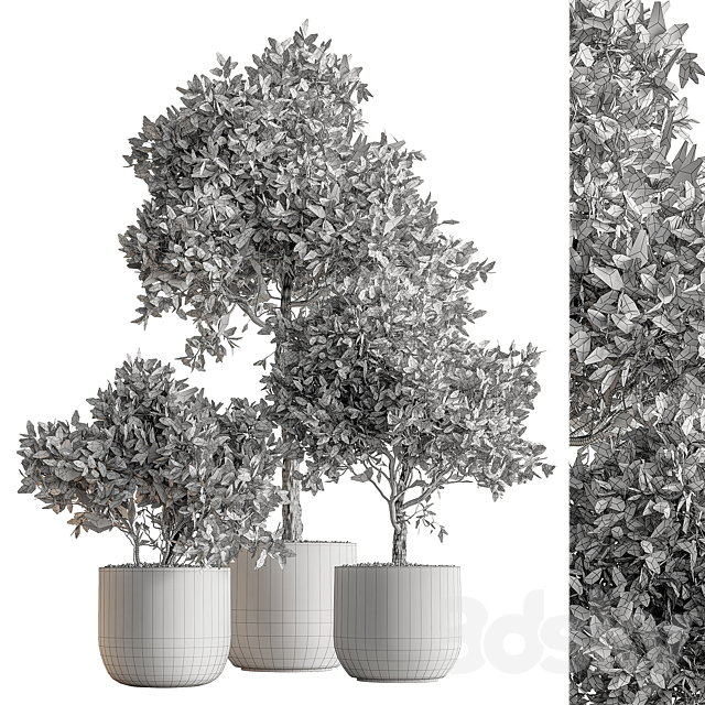 Indoor Plant 590 -Tree in Pot 3ds Max - thumbnail 3