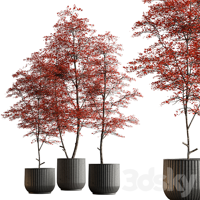 Indoor Plant 591 -Tree in Pot 3ds Max - thumbnail 1