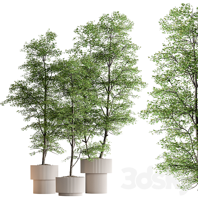 Indoor Plant 592 -Tree in Pot 3ds Max - thumbnail 1