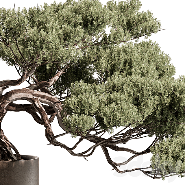 indoor Plant 603 – Bonsai Plant 3ds Max - thumbnail 3