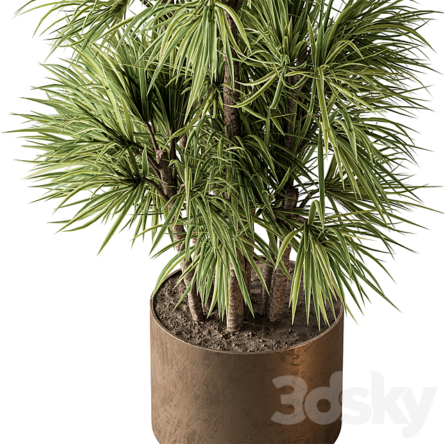 Indoor Plant 609 – Yuka Plants 3DS Max Model - thumbnail 4