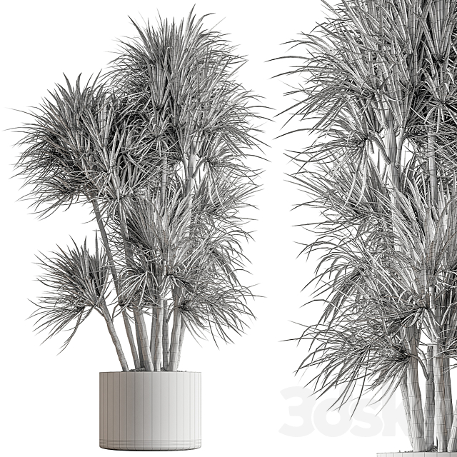 Indoor Plant 609 – Yuka Plants 3DS Max Model - thumbnail 5