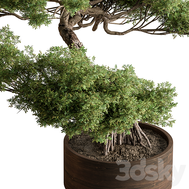 indoor Plant 626 – Bonsai Plant 3DS Max Model - thumbnail 2