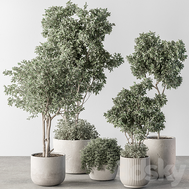 Indoor Plant 634 -Tree in Pot 3ds Max - thumbnail 1