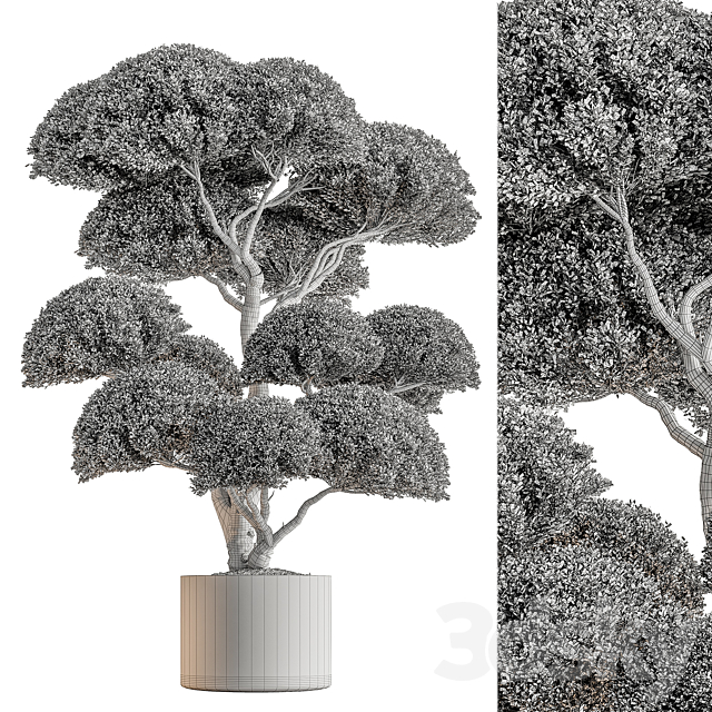 Indoor Plant 638 -Topiary Ball 3DS Max Model - thumbnail 4