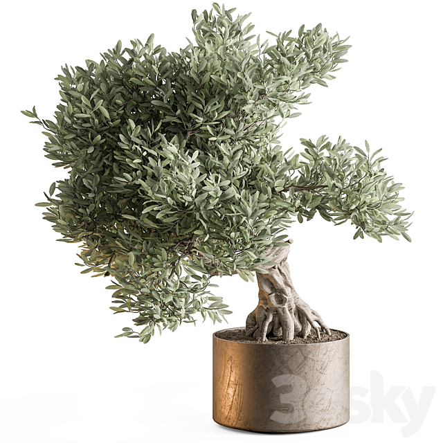 indoor Plant 651 – Olive Bonsai 3ds Max - thumbnail 1