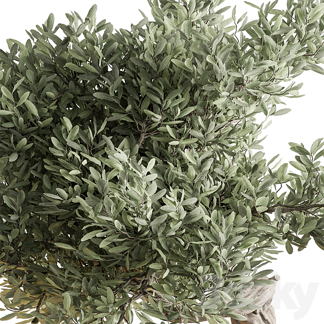 indoor Plant 651 – Olive Bonsai 3ds Max - thumbnail 2