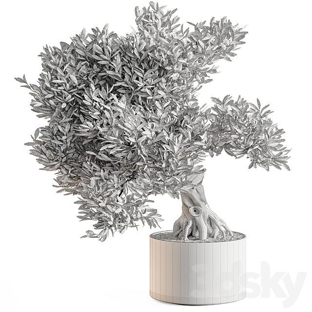 indoor Plant 651 – Olive Bonsai 3ds Max - thumbnail 3