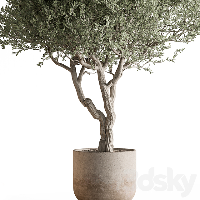 Indoor Plant 652 -Tree in Pot 3DS Max Model - thumbnail 3