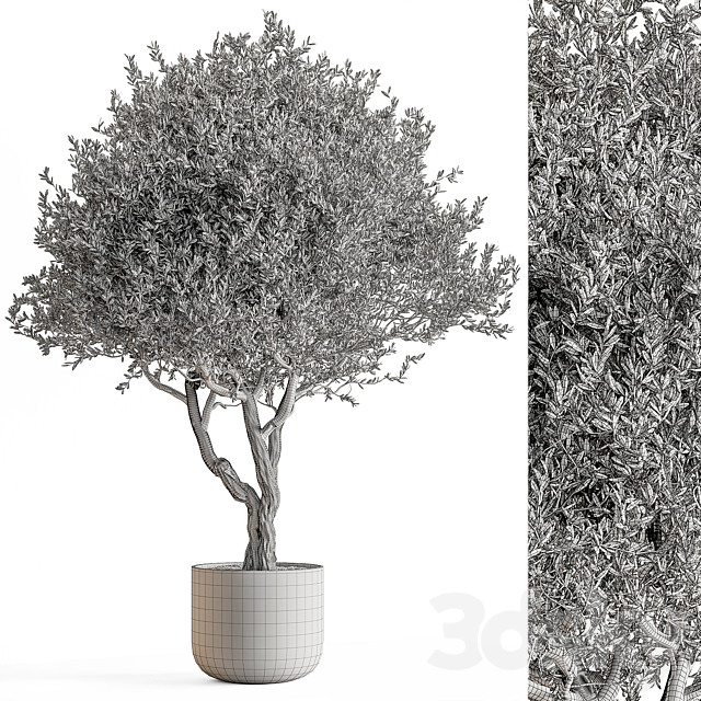 Indoor Plant 652 -Tree in Pot 3DS Max Model - thumbnail 4