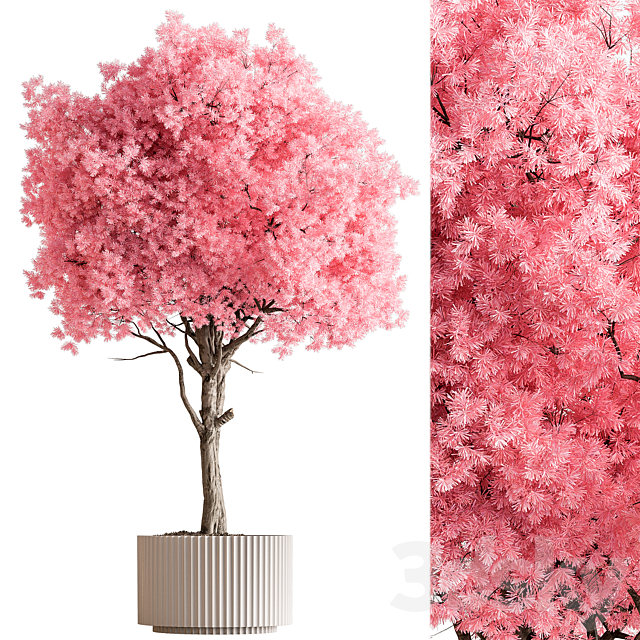 Indoor Plant 657 – Pink Tree 3ds Max - thumbnail 1