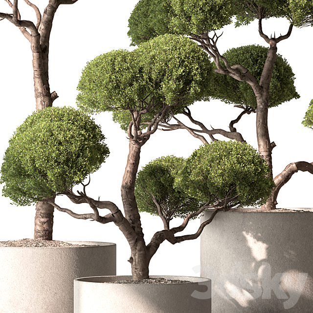 Indoor Plant 761 – Tree in Pot 3ds Max - thumbnail 2