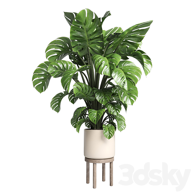 Indoor plant 89 wood vase pot plant monstera 3ds Max - thumbnail 1