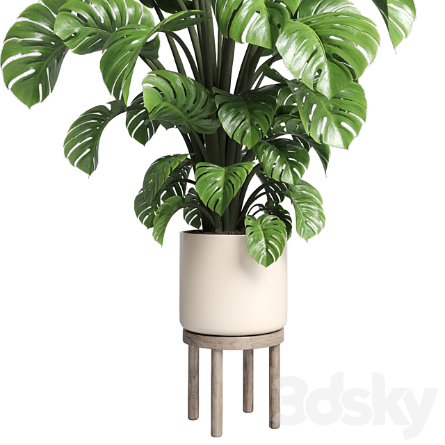 Indoor plant 89 wood vase pot plant monstera 3ds Max - thumbnail 2