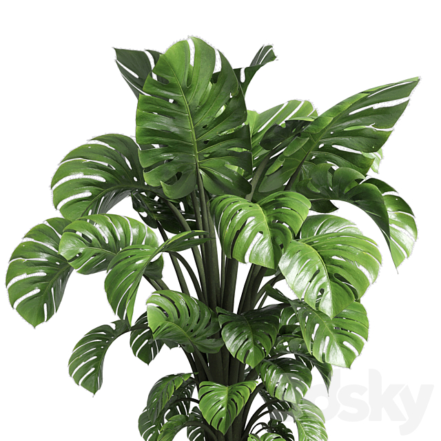 Indoor plant 89 wood vase pot plant monstera 3ds Max - thumbnail 3