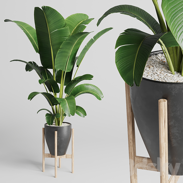 Indoor plant 93 concrete vase pot palnt ravenala 3DS Max Model - thumbnail 1