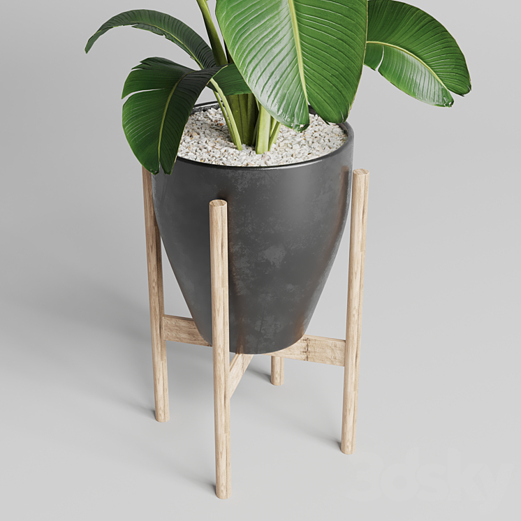 Indoor plant 93 concrete vase pot palnt ravenala 3DS Max Model - thumbnail 2