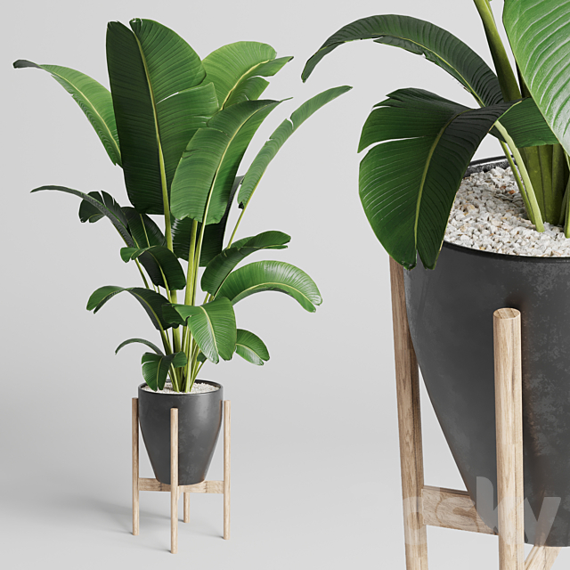 Indoor plant 93 concrete vase pot palnt ravenala 3DSMax File - thumbnail 1