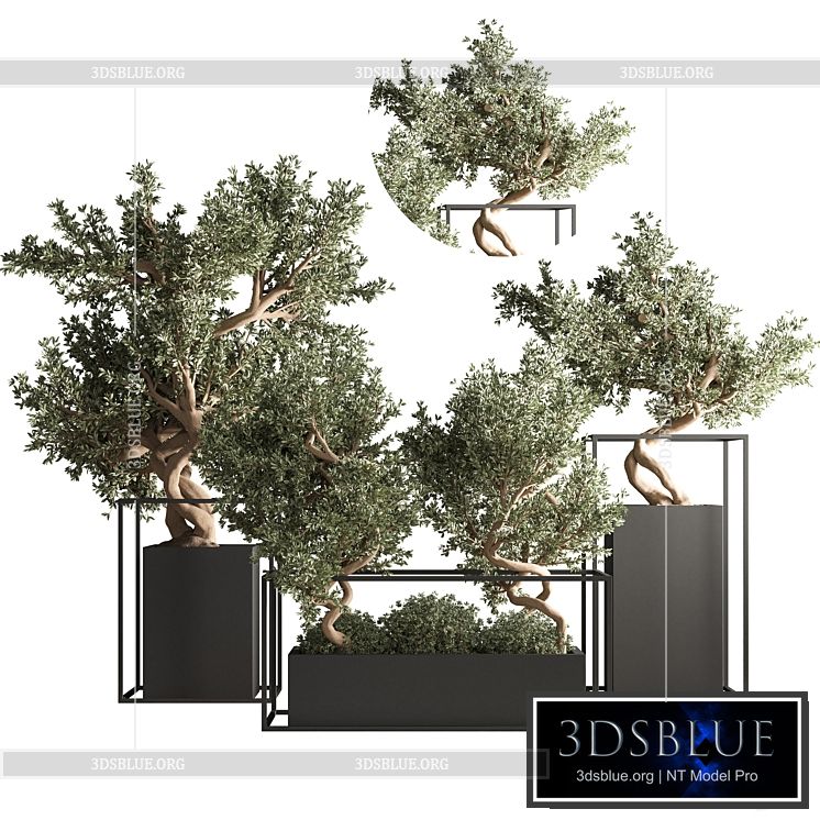 indoor plant bonsai set 24 3DS Max - thumbnail 3