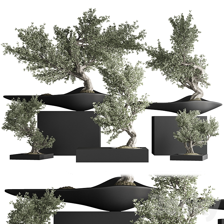 indoor plant bonsai set 35 3DS Max Model - thumbnail 1