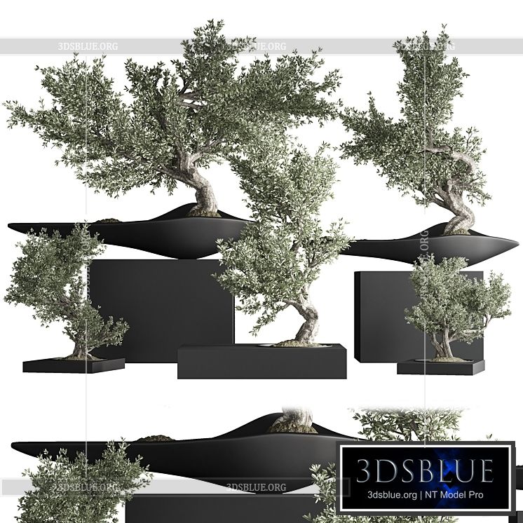 indoor plant bonsai set 35 3DS Max - thumbnail 3