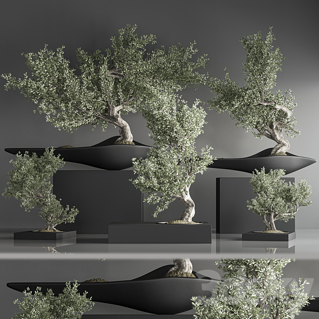 indoor plant bonsai set 35 3DS Max Model - thumbnail 2